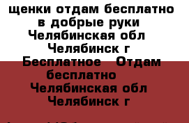 щенки отдам бесплатно, в добрые руки - Челябинская обл., Челябинск г. Бесплатное » Отдам бесплатно   . Челябинская обл.,Челябинск г.